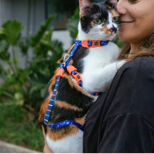 Zee.Dog - Set Pettorina e Guinzaglio Gatto TAGLIA UNICA