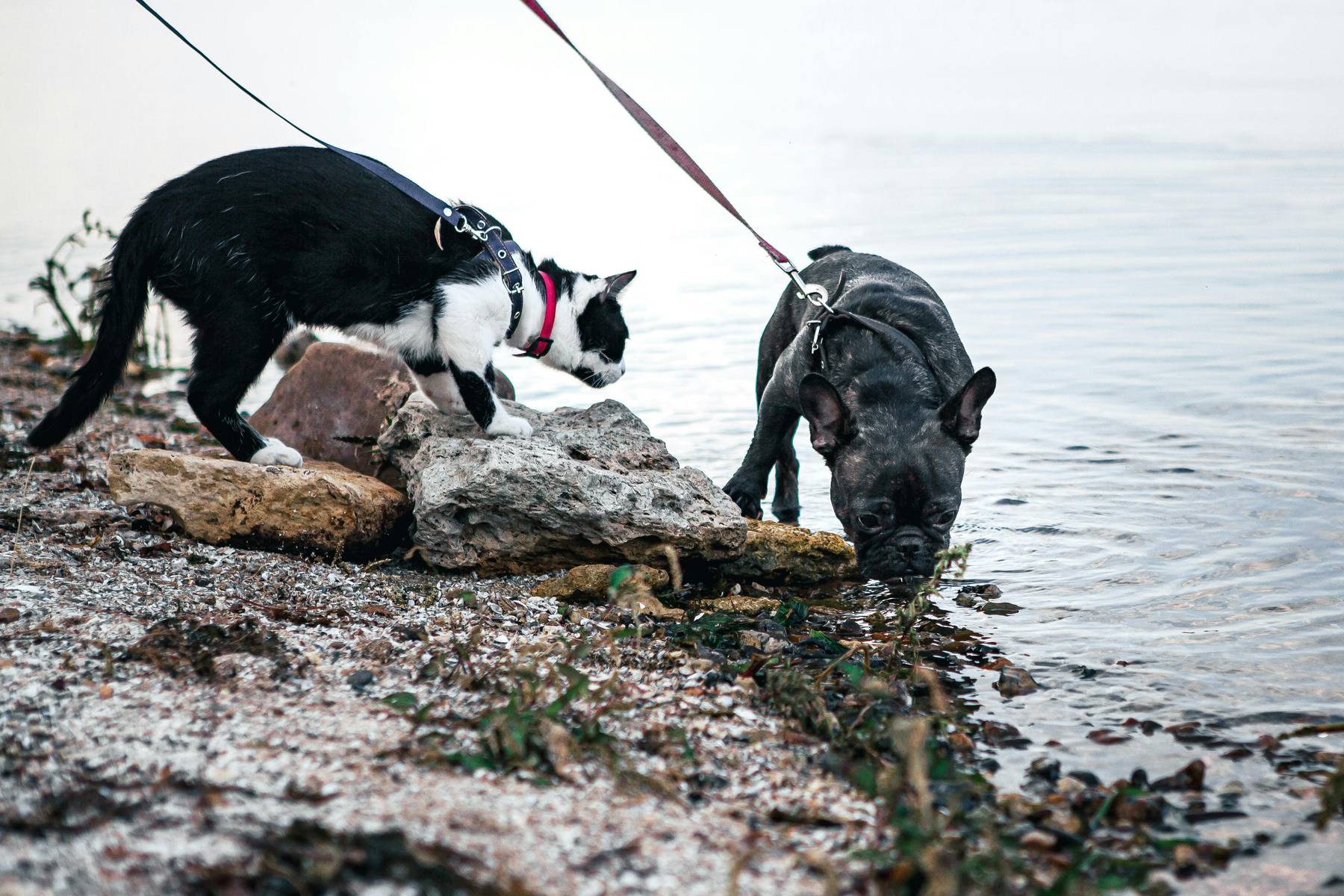 Consigli finali per una vacanza pet friendly perfetta!